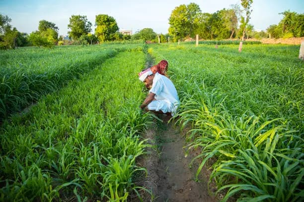 গুয়ার গাম: রাজস্থান মৌসুমের অগ্রগতি এবং তেলক্ষেত্র এবং খাদ্য ক্রেতাদের জন্য H1-থেকে H2 রূপান্তর