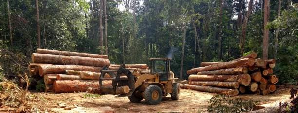 ইইউডিআর: ইইউ ফরেস্টেশন রেগুলেশন কীভাবে রাসায়নিক সরবরাহ চেইন ডকুমেন্টেশন পরিবর্তন করছে
