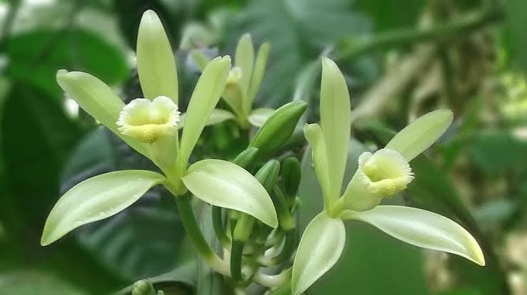 ভ্যানিলিন এবং মাদাগাস্কার হার্ভেস্ট: জুলাই ফিল্ড রিপোর্ট এবং তারা এইচ 2 মূল্যের জন্য কী সংকেত দেয়