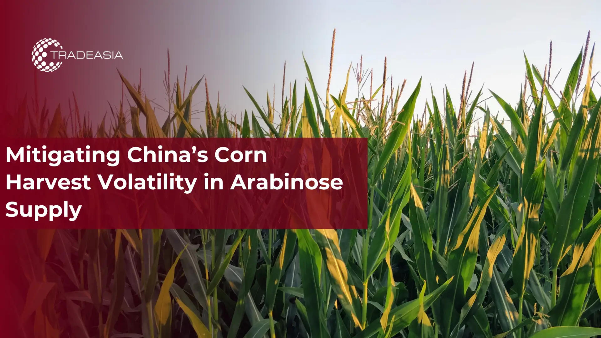 Mitigating China’s Corn Harvest Volatility in Arabinose Supply